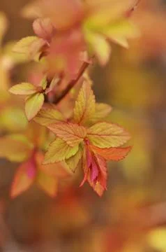 Spirea bush Stock Photos