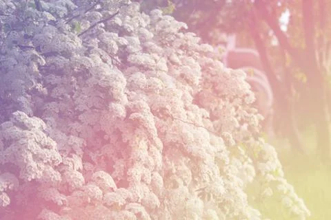 Spirea bush Stock Photos