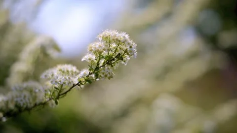 Spirea bushes bloom in the spring in May Stock Footage 309620447