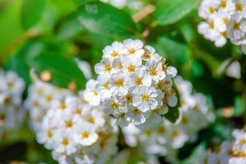 Spirea bushes bloom in the spring in May Fotos de archivo