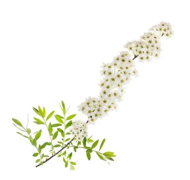 Spirea flowers Stock Photos