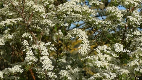 Spirea Stock Footage 108265009
