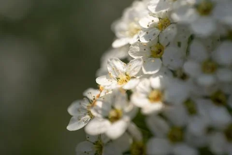 Spirea gray Stock Photos