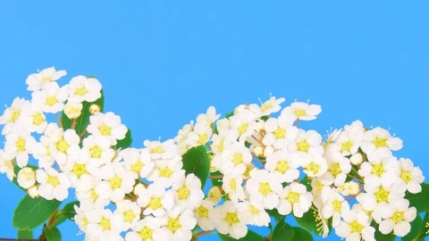 Spirea HD 1 動画素材 73197468