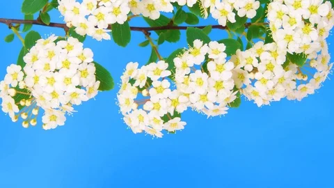 Spirea HD 2 Stock Footage 73197611