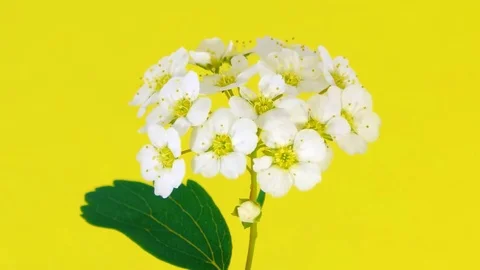 Spirea HD Stock Footage 73197066
