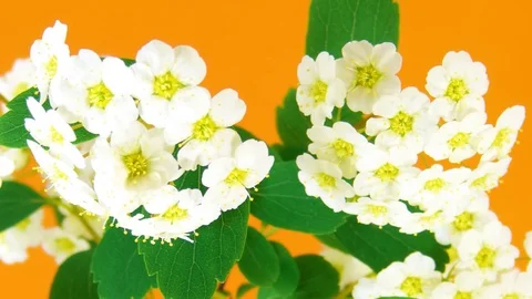 Spirea HD Stock Footage 73197713