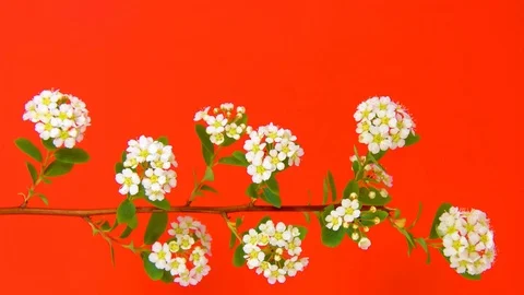 Spirea HD Stock Footage 73197941