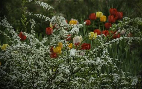 Spirea Stock Photos