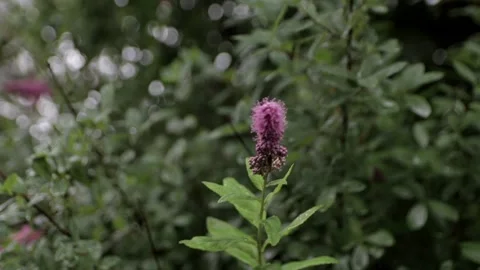 Spirea in the rain Stock Footage 146636277
