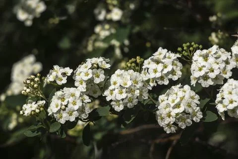 Spirea (Spiraea nipponica) in early spring in the park. Stock Photos