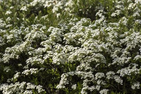 Spirea (Spiraea nipponica) in early spring in the park. Stock Photos