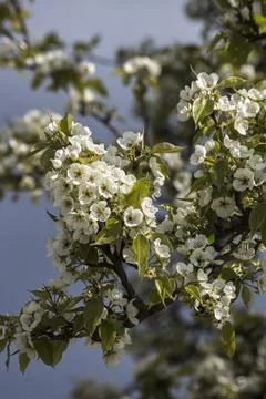 Spirea (Spiraea nipponica) in early spring in the park. Stock Photos