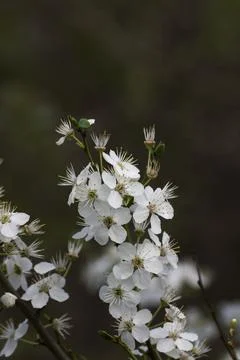 Spirea (Spiraea nipponica) in early spring in the park. Stock Photos