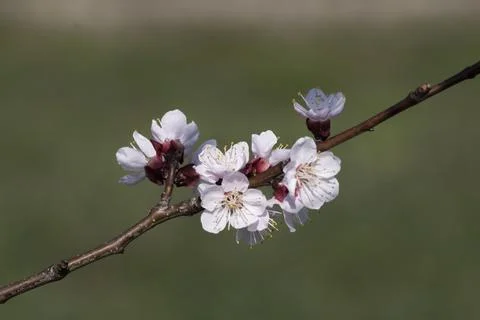 Spirea (Spiraea nipponica) in early spring in the park. Stock Photos
