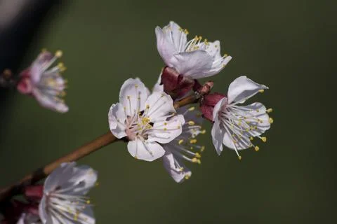 Spirea (Spiraea nipponica) in early spring in the park. Stock Photos