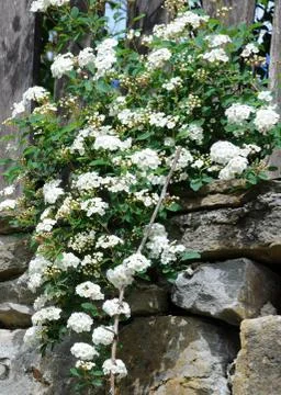 Spirea twig Stock Photos