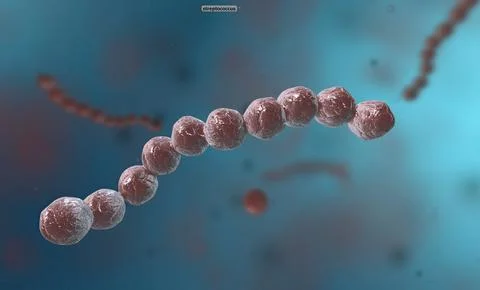 Spirillum is a bacterium from the Proteobacteria phylum with a spiral-shaped  Stock Illustration