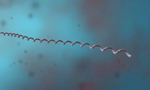 Spirillum is a bacterium from the Proteobacteria phylum with a spiral-shape.. Stockillustratie