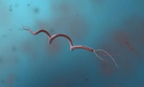 Spirillum is a bacterium from the Proteobacteria phylum with a spiral-shape.. Stockillustratie