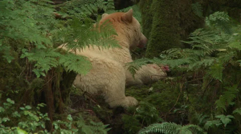 Spirit Bear Eats Salmon 動画素材 23479533