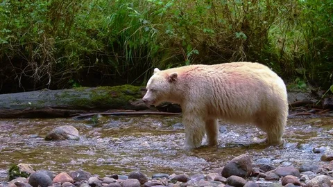 Spirit Bear looking for salmon Stock Footage