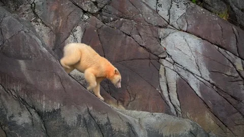 Spirit Bear Walking Down Rocky Terrain in British Columbia 4k Video Stock Footage 338266470