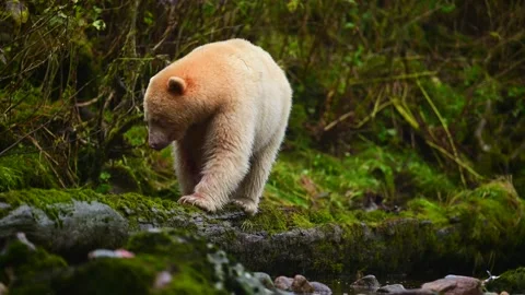 Spirit Bear Walking Through Stream in British Columbia Searching for Fish 스톡 동영상 322087558