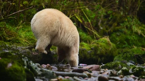 Spirit Bear Walking Through Stream in British Columbia Searching for Fish Stock-Footage 322087559