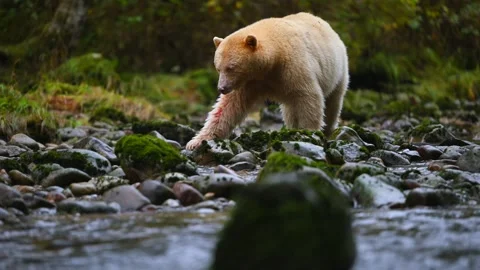 Spirit Bear Walking Through Stream in British Columbia Searching for Fish Stock-Footage 322087561