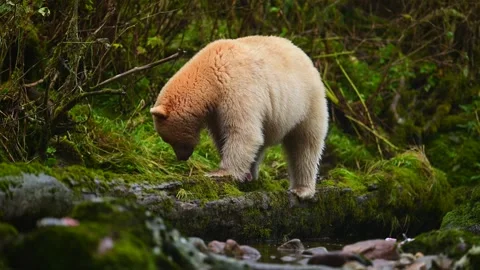Spirit Bear Walking Through Stream in British Columbia Searching for Fish Stock-Footage 322087566