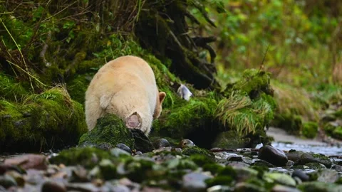 Spirit Bear Walking Through Stream in British Columbia Searching for Fish Stock-Footage 322087575