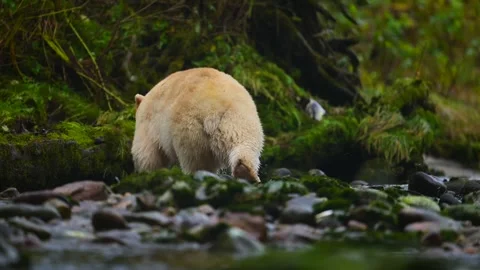 Spirit Bear Walking Through Stream in British Columbia Searching for Fish Stock-Footage 322087596