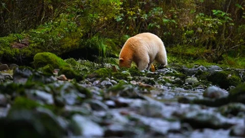 Spirit Bear Walking Through Stream in British Columbia Searching for Fish Stock-Footage 322087602