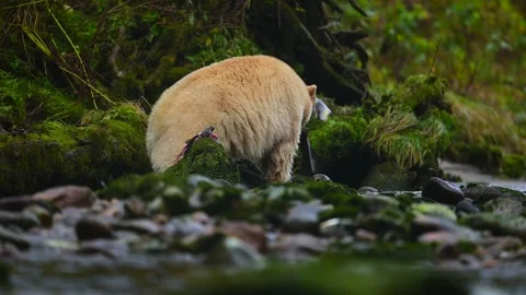 Spirit Bear Walking Through Stream in British Columbia Searching for Fish Stock-Footage 322087612