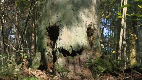 Spirit of the forest. magic tree/ Kind spirit of the wild forest Video stock 86524470