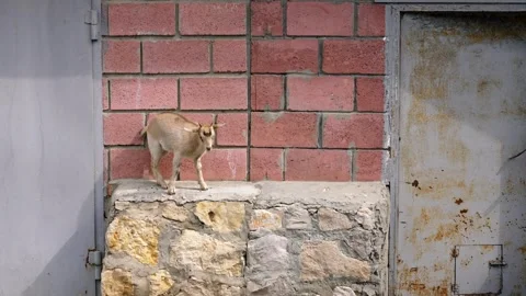Spirited Wanderer on a Sun-Drenched Ledge Stock Footage 338382365