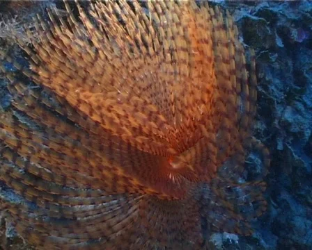 Spirographus 25 – PAL 動画素材 80341