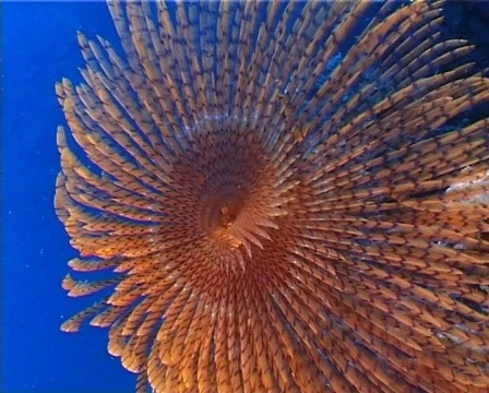 Spirographus (C144) Video stock 106770