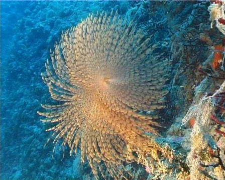 Spirographus (D064) 動画素材 150049