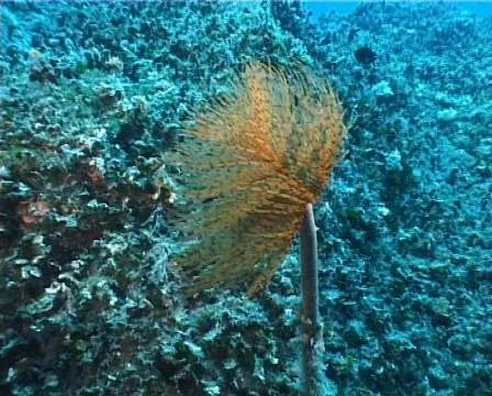 Spirographus (D070) 動画素材 150093