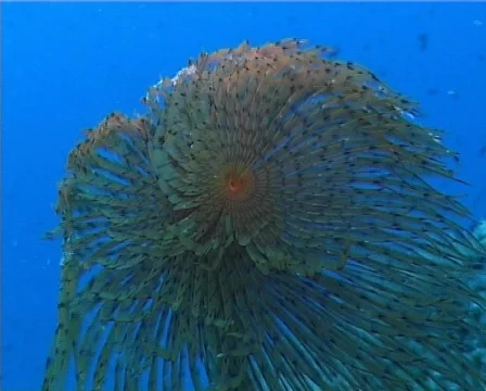 Spirographus (D223) Video stock 152586