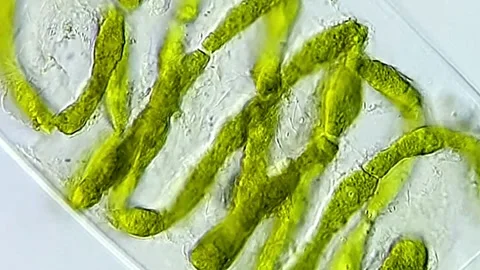 Spirogyra Microalgae under microscopic view 1000x magnification Vídeos de archivo 306585993