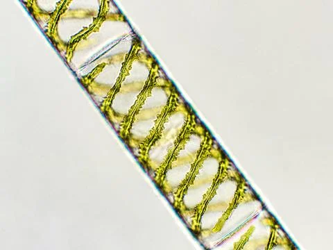 Spirogyra sp. algae under microscopic view, Chlorophyta Stock Photos