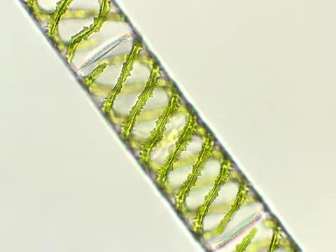 Spirogyra sp. algae under microscopic view, Chlorophyta Stock Photos