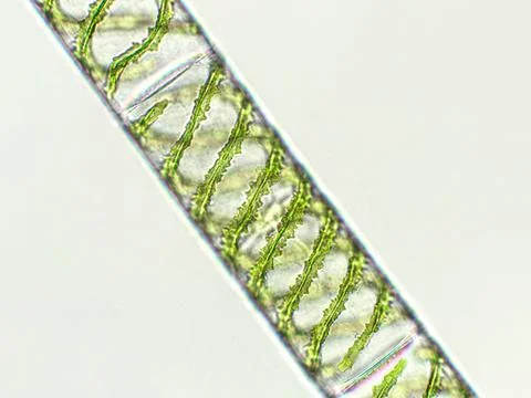 Spirogyra sp. algae under microscopic view, Chlorophyta Stock Photos