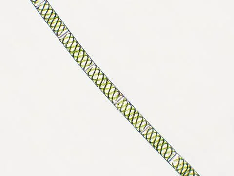 Spirogyra sp. algae under microscopic view, Chlorophyta Stock Photos