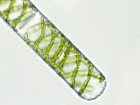 Spirogyra sp. algae under microscopic view, Chlorophyta Stock Photos