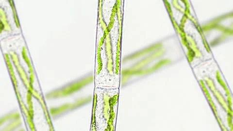 Spirogyra sp. green algae under microscopic view - Chlorophyta Stock Footage 282477536