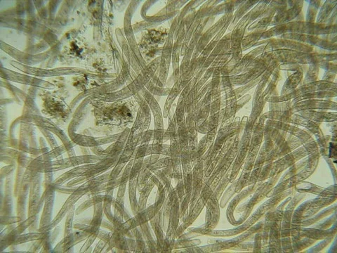 Spirostomum 80x Video stock 835258